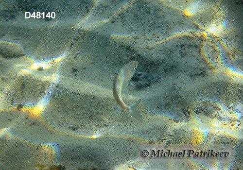 Mottled Mojarra (Ulaema lefroyi)